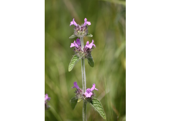 Gemeiner Wirbeldost (Clinopodium vulgare) - © Emanuel Trummer